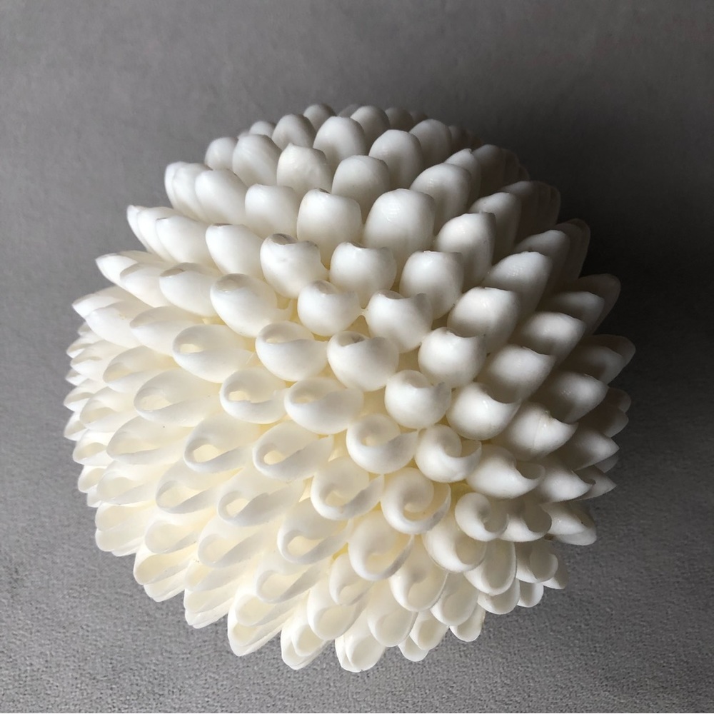 Seashell Decor ~ 5.5” ~ White